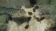 I Speak for the Fish: Logperch rocking, rolling and rebounding