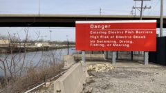 With new invasive carp money, the Great Lakes learns from past invasions