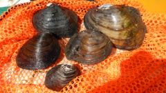 Great Lakes Moment: The imperiled mussels of the Detroit River