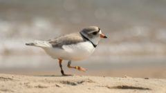 Endangered piping plovers are recovering but still need human help