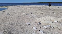 Bird flu has killed nearly 1,500 threatened Caspian terns on Lake Michigan islands
