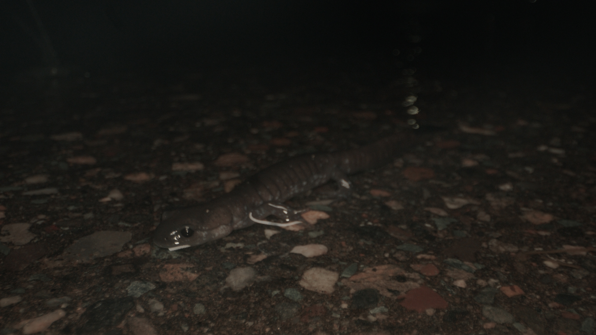 Salamander peeks out from the grass at night