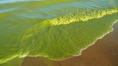2022 Forecast: Smaller than average amount of harmful cyanobacterial blooms for Lake Erie, but some hot spots possible