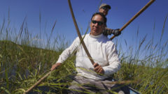 Minnesota Ojibwe harvest sacred, climate-imperiled wild rice