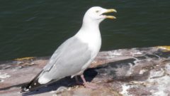 Great Lakes Moment: Chemical contaminant in St. Lawrence River herring gull eggs traced to Detroit River