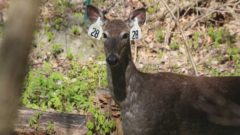 Michigan hunters say 252,000 deer killed in firearms season with new rules