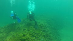 Artificial reefs bring wild lake trout to Lake Huron