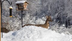 Bill aims to allow backyard wildlife feeding, but critics fear deer disease