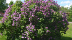 Nibi Chronicles: We are still here, and so is great grandma’s lilac