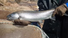 Concerns about Michigan steelhead populations prompt new catch limits