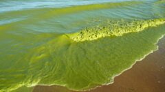 Lake Erie harmful algal bloom expected to be smaller than average
