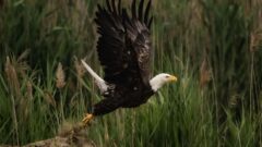 Michigan bald eagles soar back from near-extinction