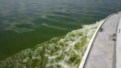 Toxins from cyanobacterial blooms can be airborne, but the threat to public health is unclear