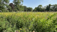 Grassroots greenspace projects expand Detroit’s open space network