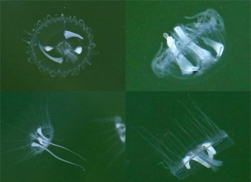 This species of freshwater jellyfish, Craspedacusta sowerbii, is native to the Yangtze River valley in China. They grow to be about the size of nickel once they enter their “medusa” life stage, or have the classic jellyfish bell shape. (Photo: Dave Head / USGS)
