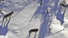 Science Says What? How an airlift of wolves saved Isle Royale’s ecosystem and sparked a conservation controversy