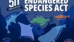 Great Lakes Moment: A Detroit perspective on the 50th anniversary of the Endangered Species Act