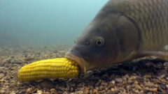 I Speak for the Fish: Carp are crazy about corn
