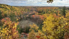 How climate change can confuse fall foliage