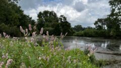 Indiana conservation groups defend state’s wetlands that lost protection