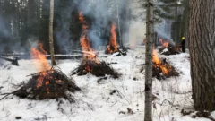 Ottawa National Forest creates shaded fuel brakes to help protect communities from wildfires