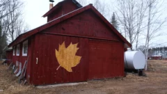 The Northwoods is now a month into unusually early maple tapping season