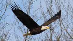 Bald eagle return exceeds expectations