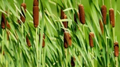 Finding creative new ways to manage invasive cattails