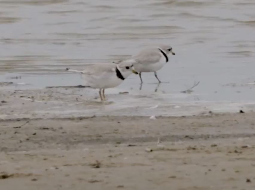 Spring bird migration in the Great Lakes