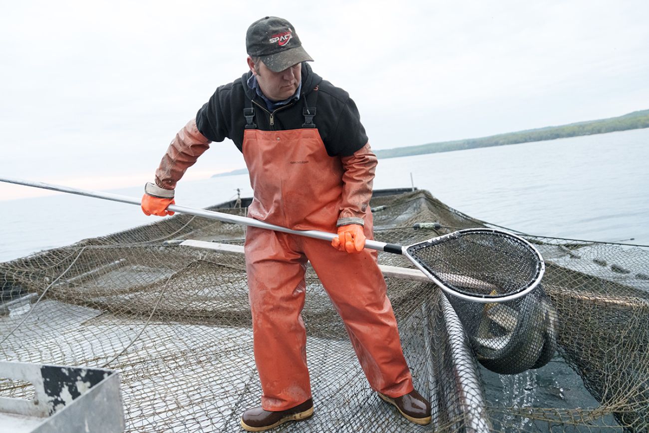 Iconic whitefish on edge of collapse as Great Lakes biodiversity crisis deepens