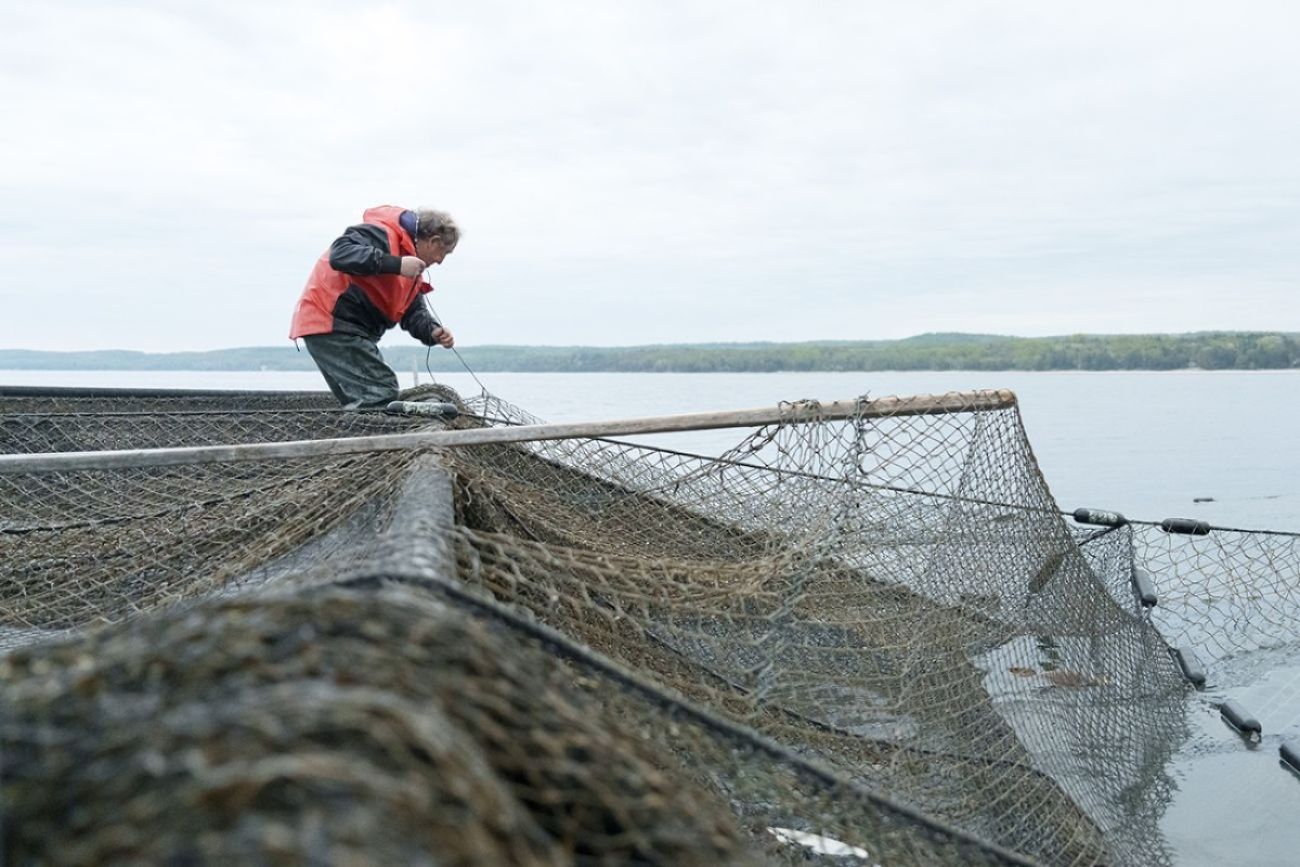 ‘We can’t regulate ourselves’ out of whitefish crisis, experts say