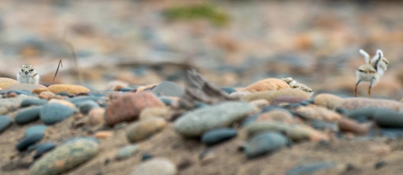 A record year for Great Lakes piping plovers