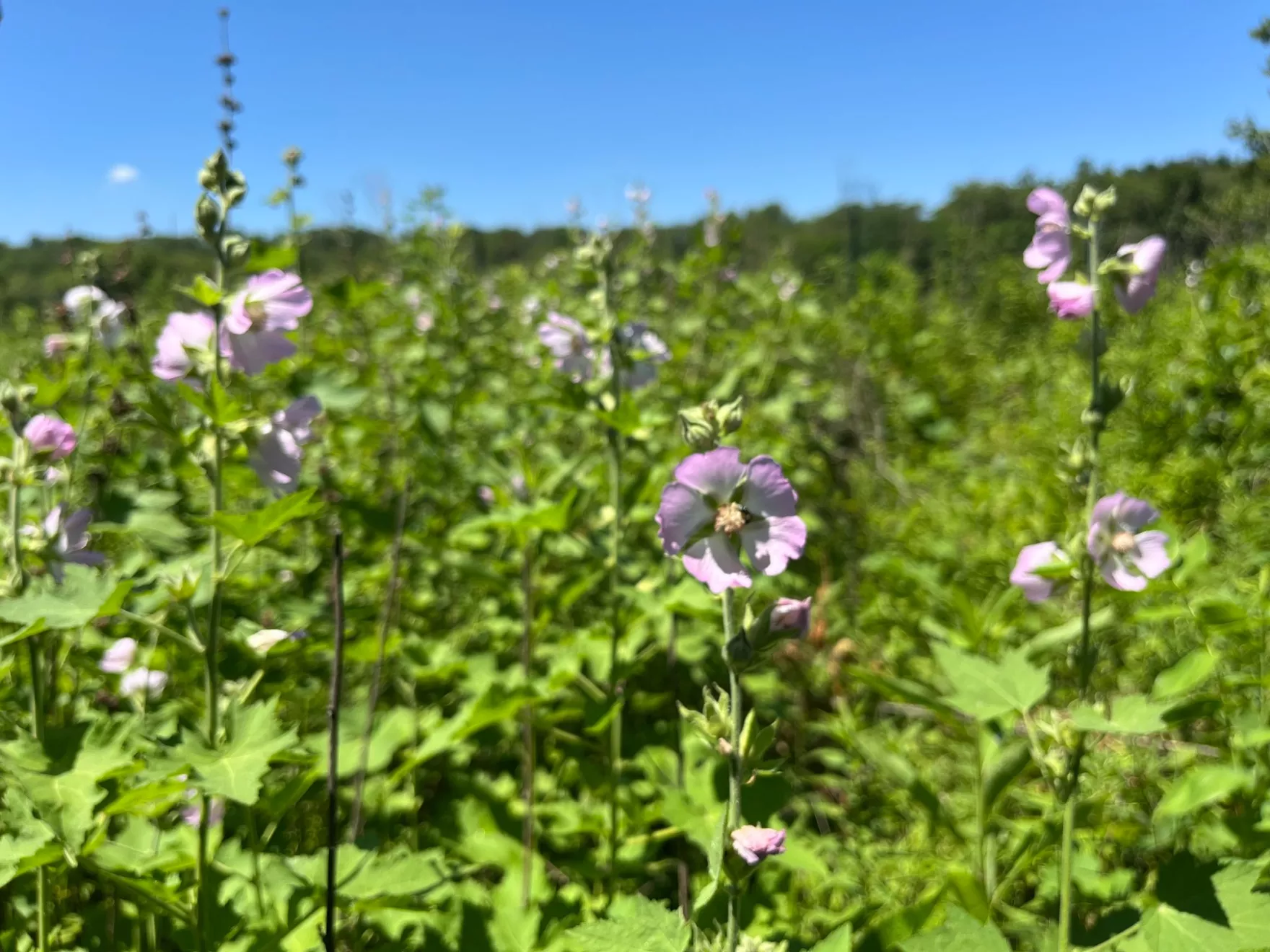 Points North: The Pink Prairie Mascot