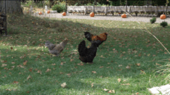 Going Country at Farrand Hall