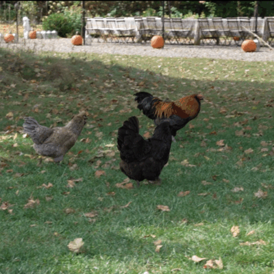 Going Country at Farrand Hall