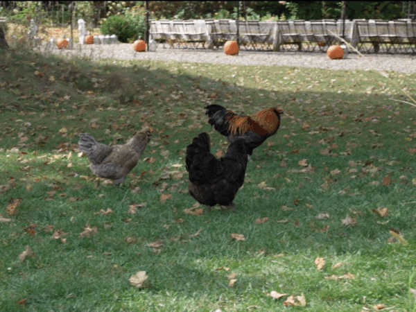 Going Country at Farrand Hall