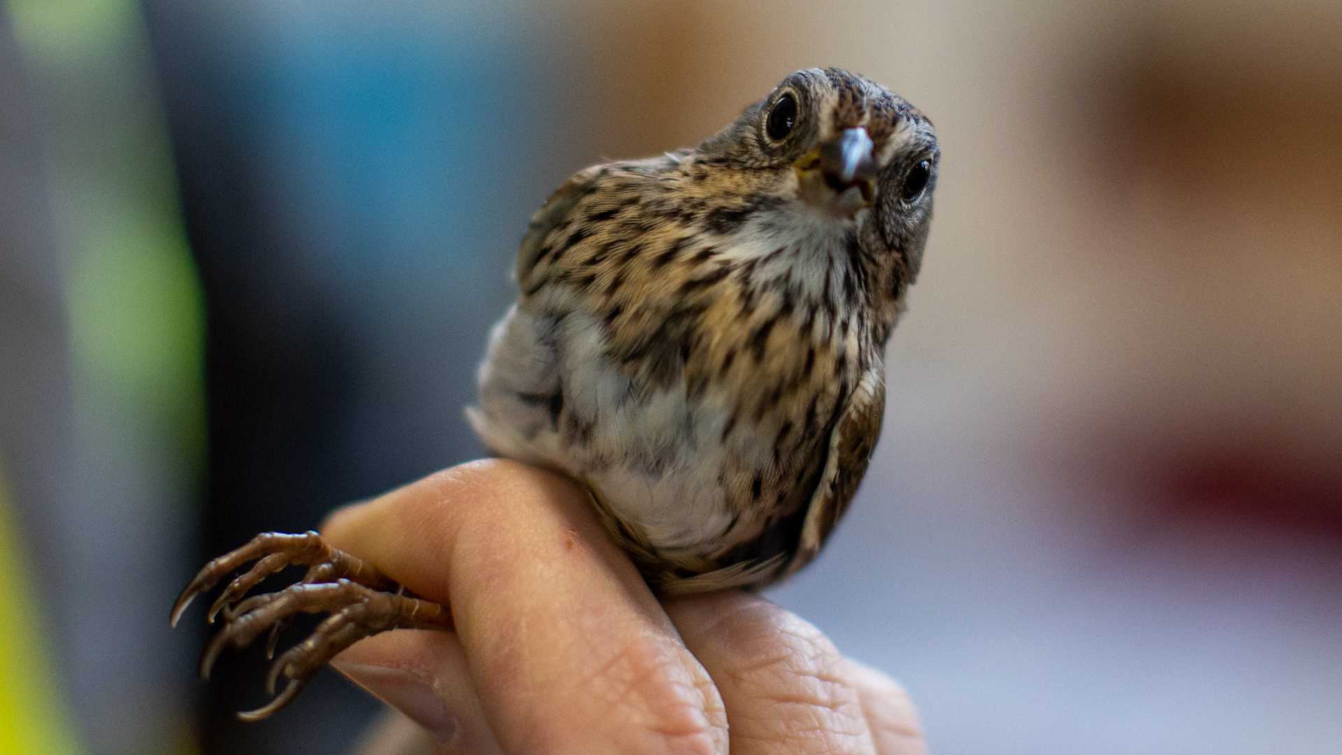 Tommy Thompson Park bird (credit Carlos Osorio at The Narwhal)