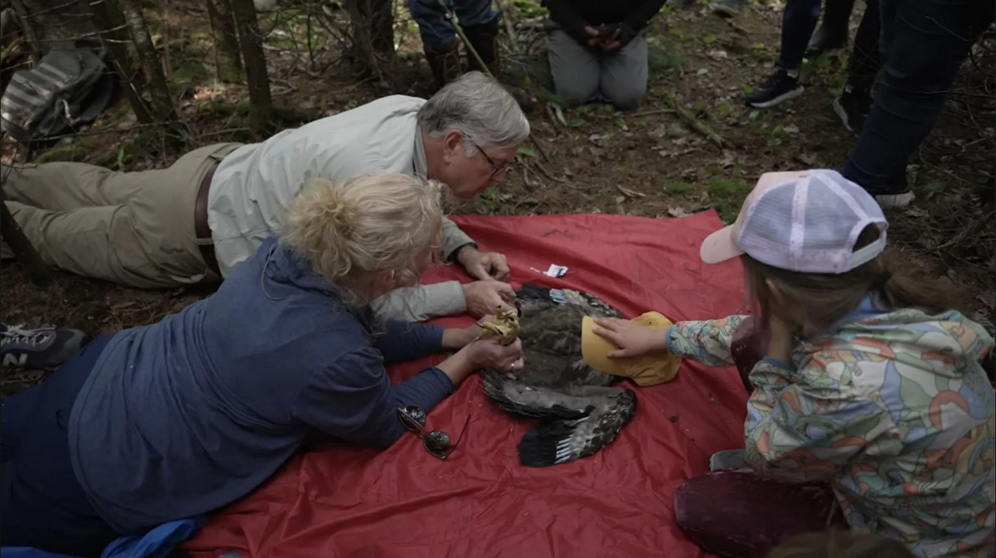 Michigan bald eagle success story faces new threats