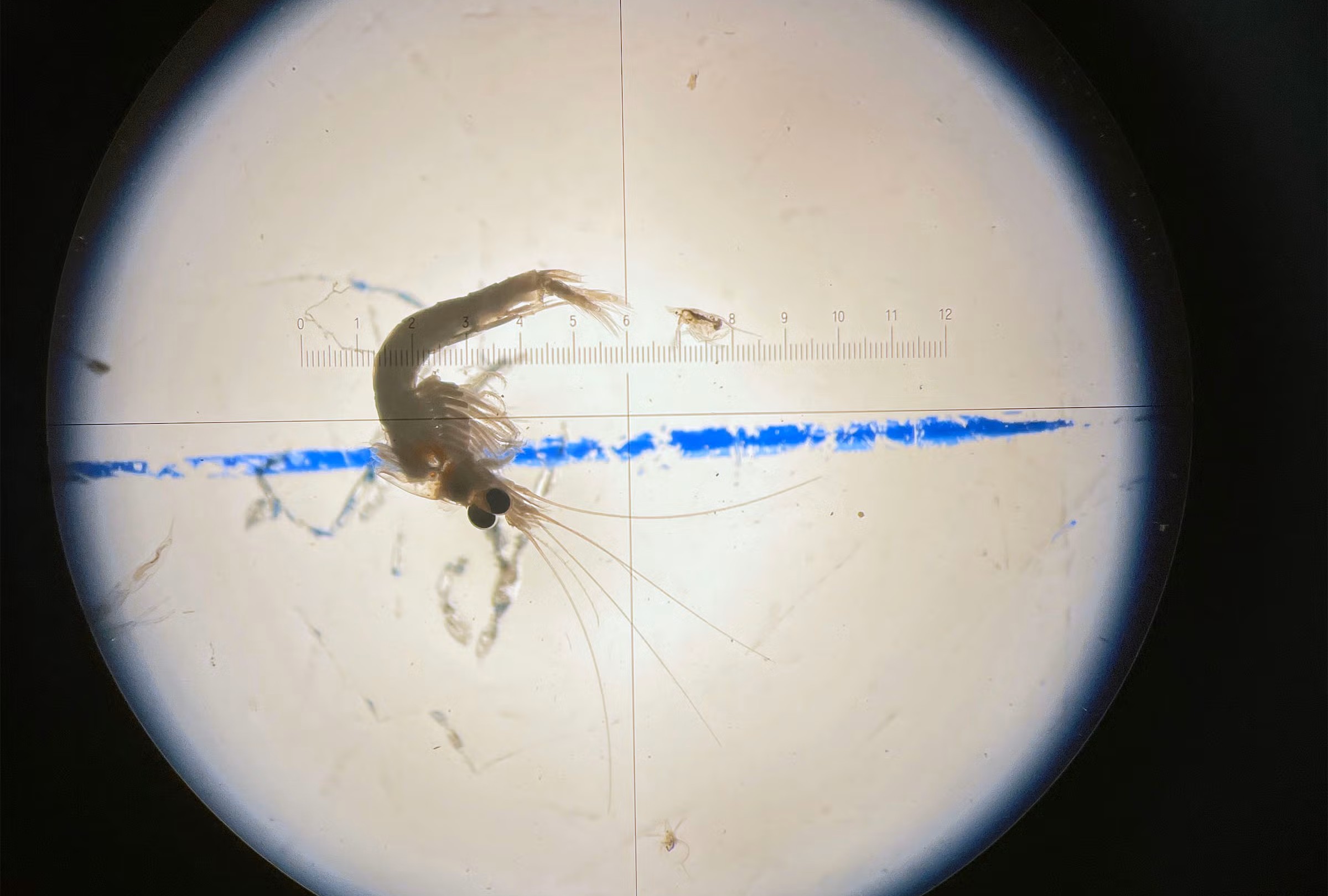 In Lake Superior, researchers find invasive bloody red shrimp are here to stay