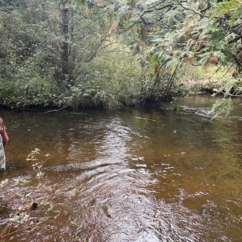A year into reintroduction, no grayling seen in Michigan wild. Hope remains